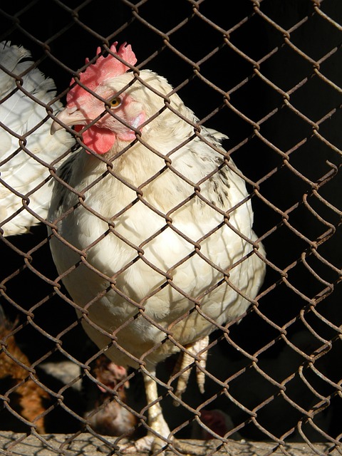 红牌是否能 红牌是否能